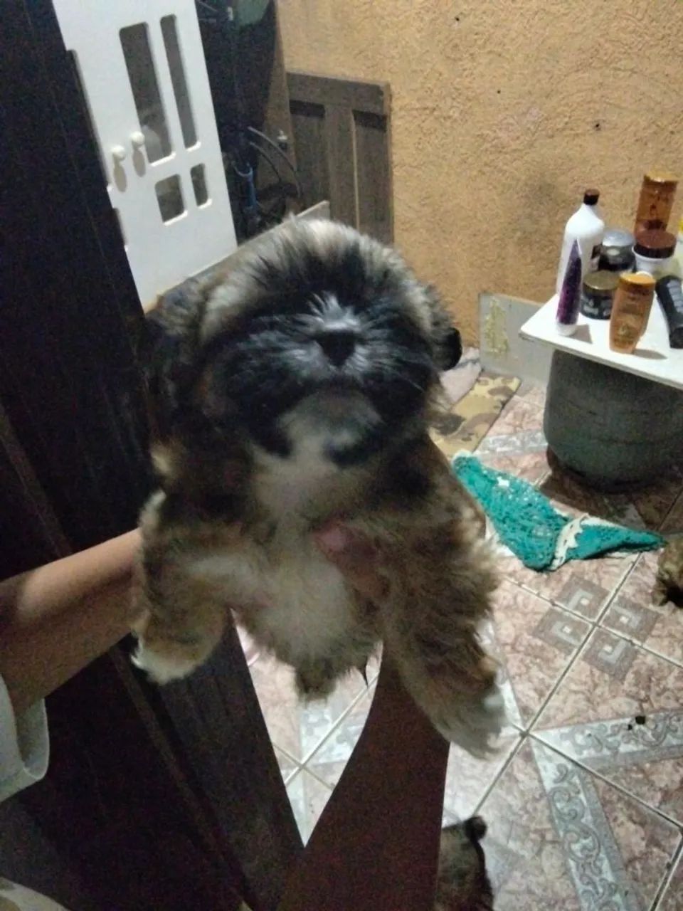 Cachorro chitos  - Foto 3