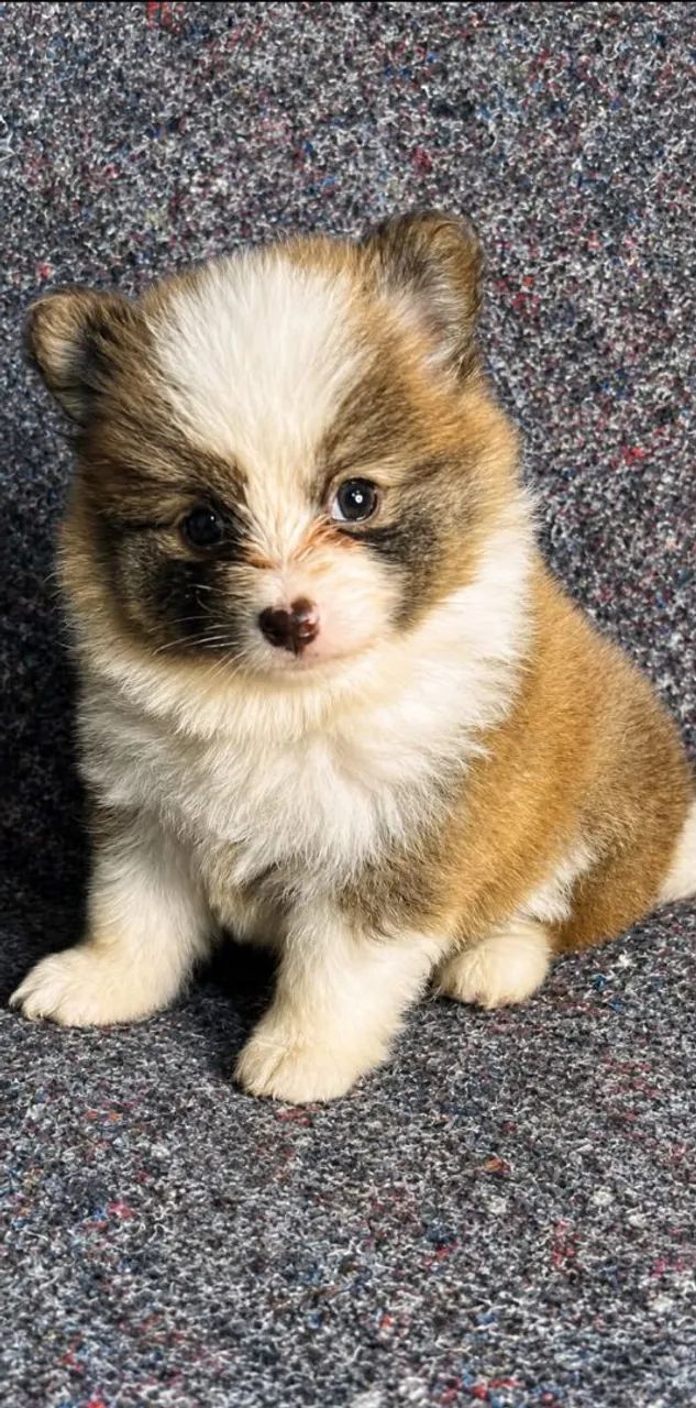 Pomsky mini husky  - Foto 2