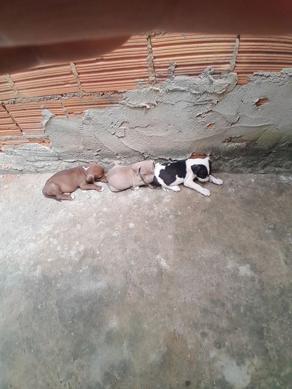 Cachorro  - Foto 5