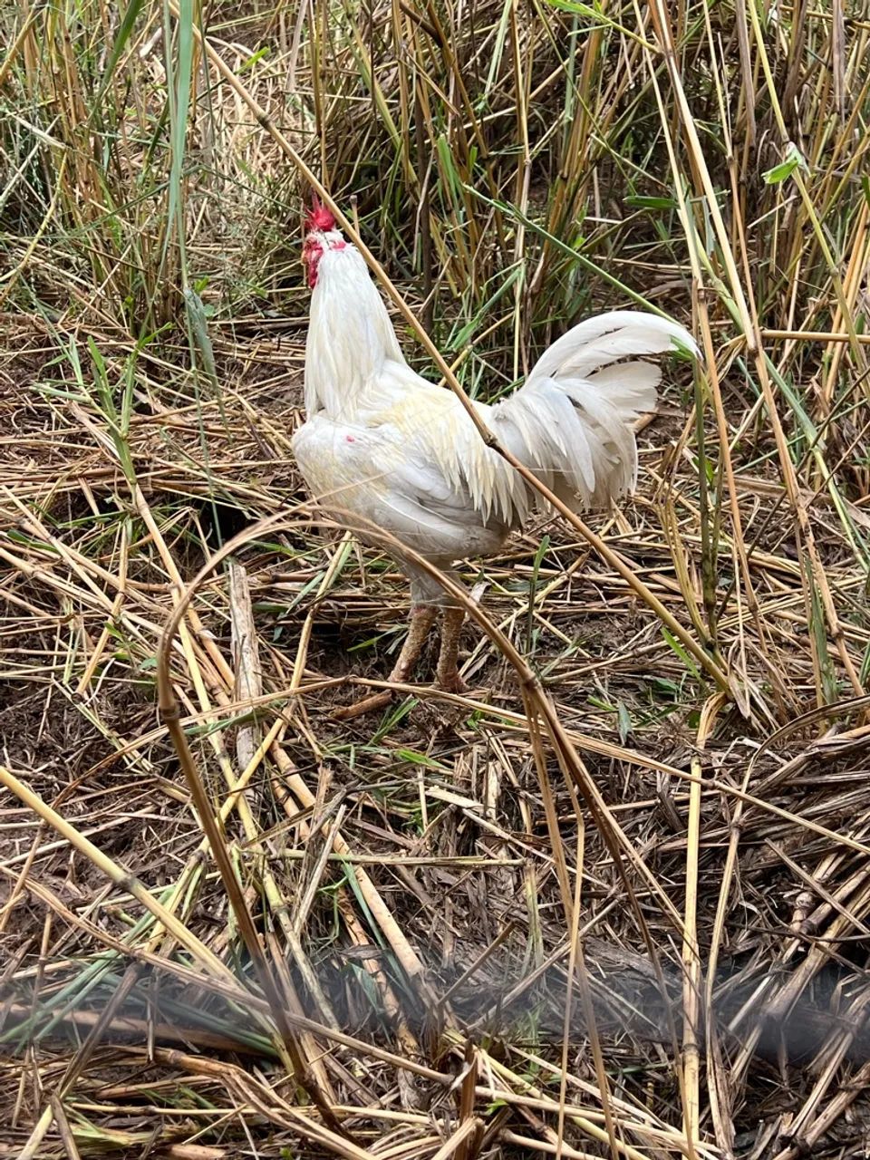 Galo - Foto 2
