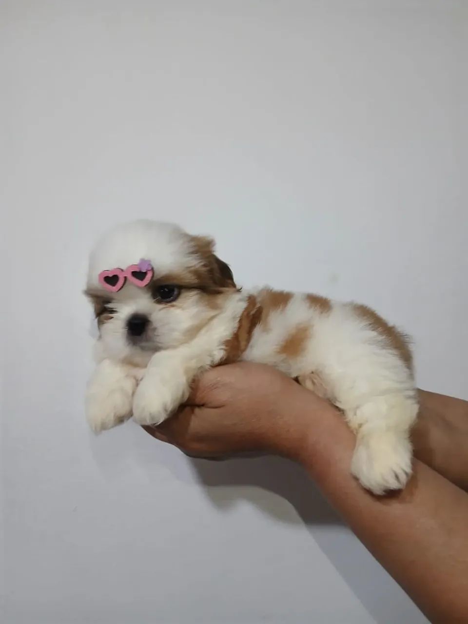 Shitzu miniatura 