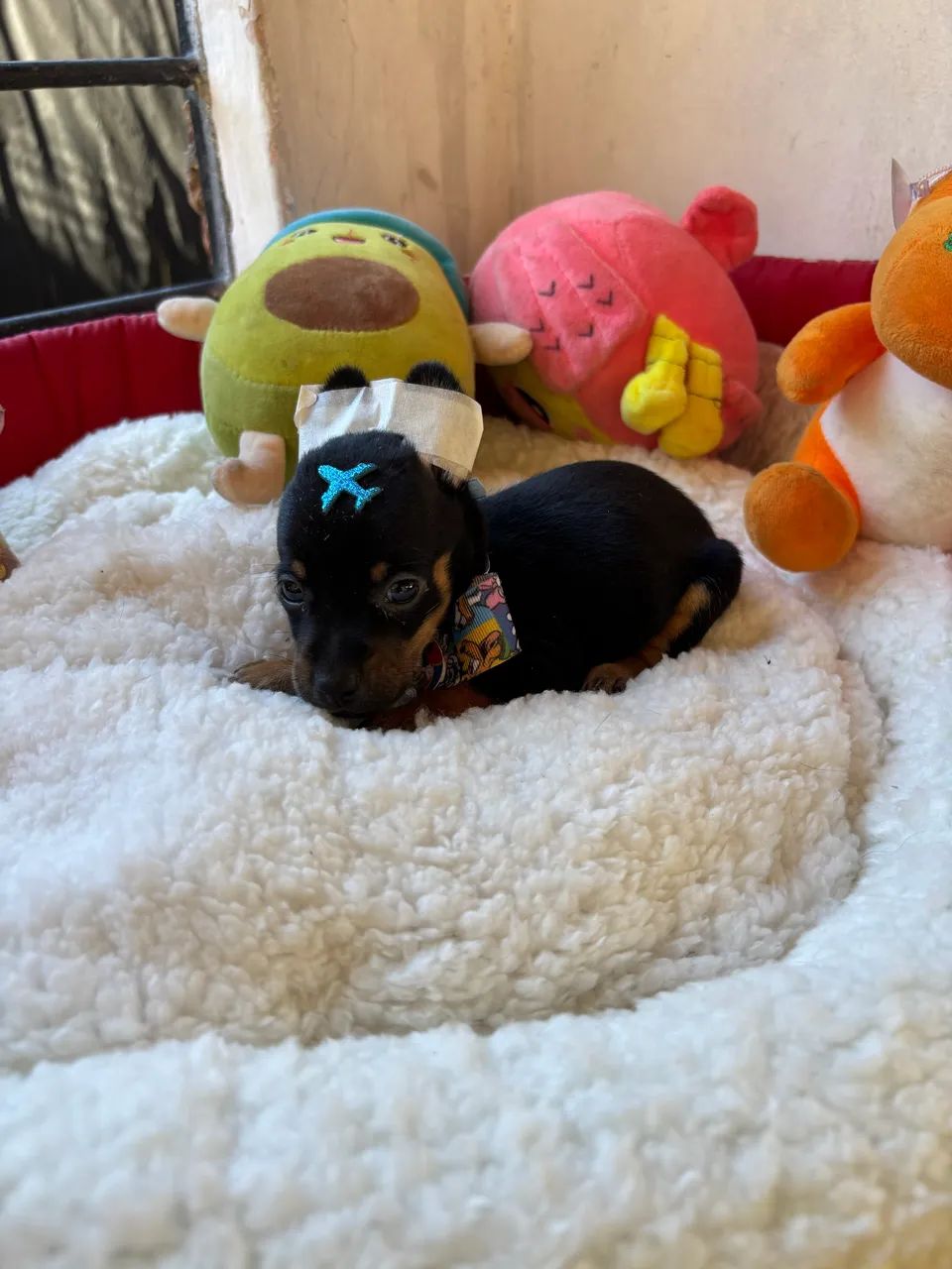 Pinscher MICROS - Foto 3