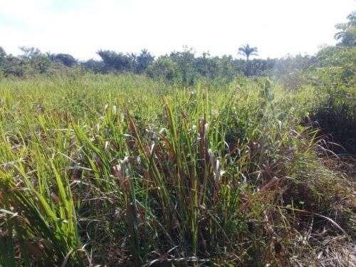 Barbada!!! Vendemos com exclusividade um Sítio/Terreno com 10,6 hectares - Foto 14