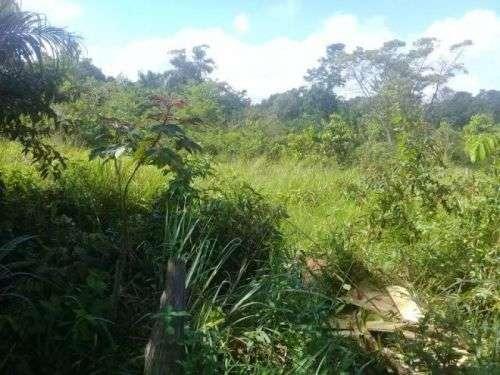 Barbada!!! Vendemos com exclusividade um Sítio/Terreno com 10,6 hectares - Foto 7