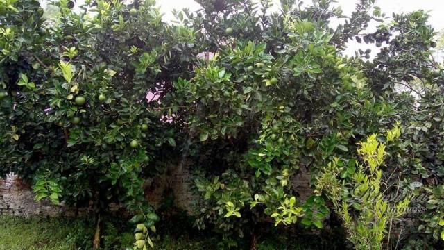 Belíssima chácara localizada no anhaia em morretes/pr - Foto 6