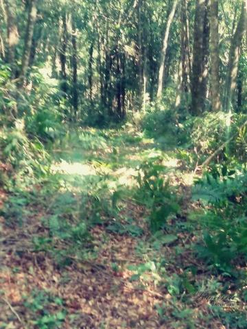 Terreno com 36.300 m² com registro de imóveis de frente para o asfalto - Foto 14