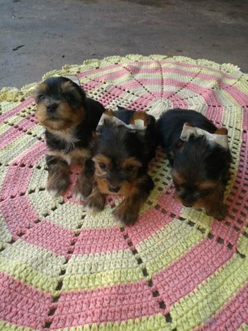 Vendo Filhote yorkshire Terrier - Foto 4