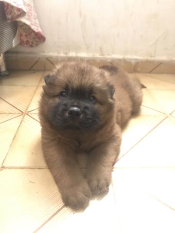 Filhote de chow-chow - Foto 4