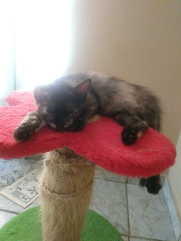 Adoção Responsável - Foto 3