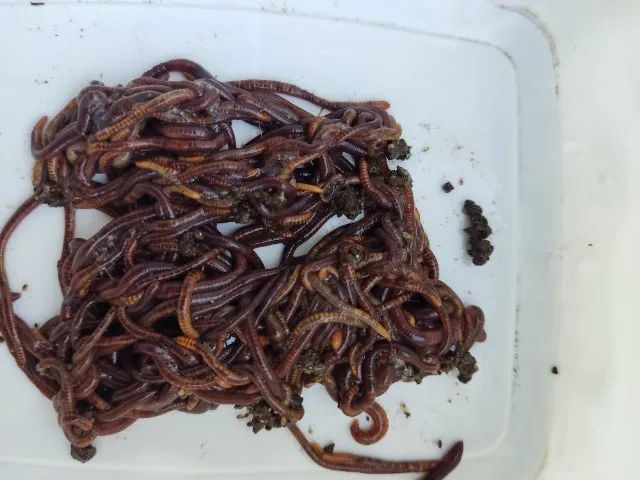 200 Minhocas vermelhas da Califórnia, para compostagem. Não serve para pesca.