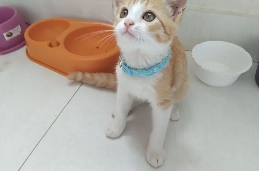 Gatinho laranjinha para adoção - Foto 2