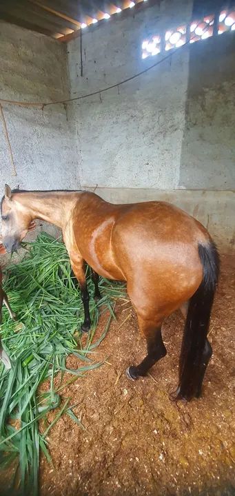 Cavalo Mangalarga Marchador