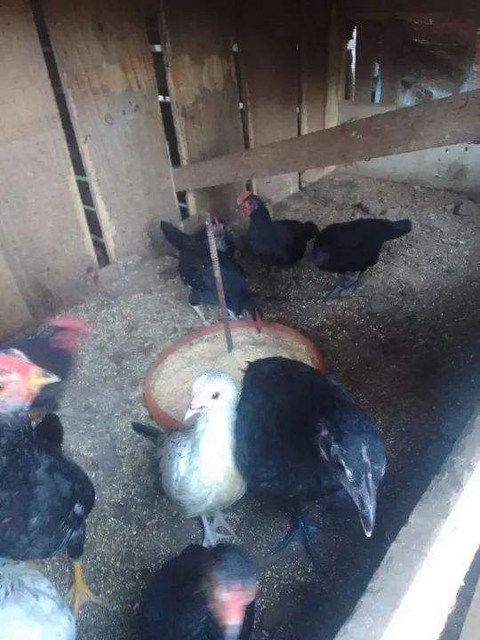 Vendo galinhas - Foto 5