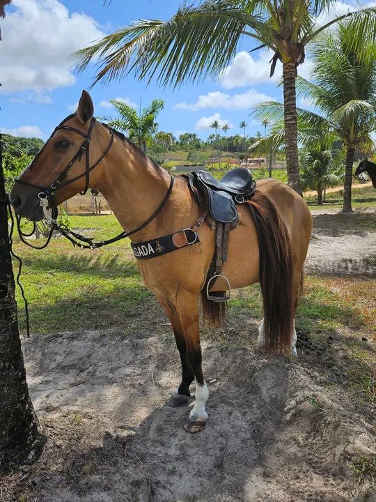 Vendo/Troco égua. Parcelo no cartão - Foto 3