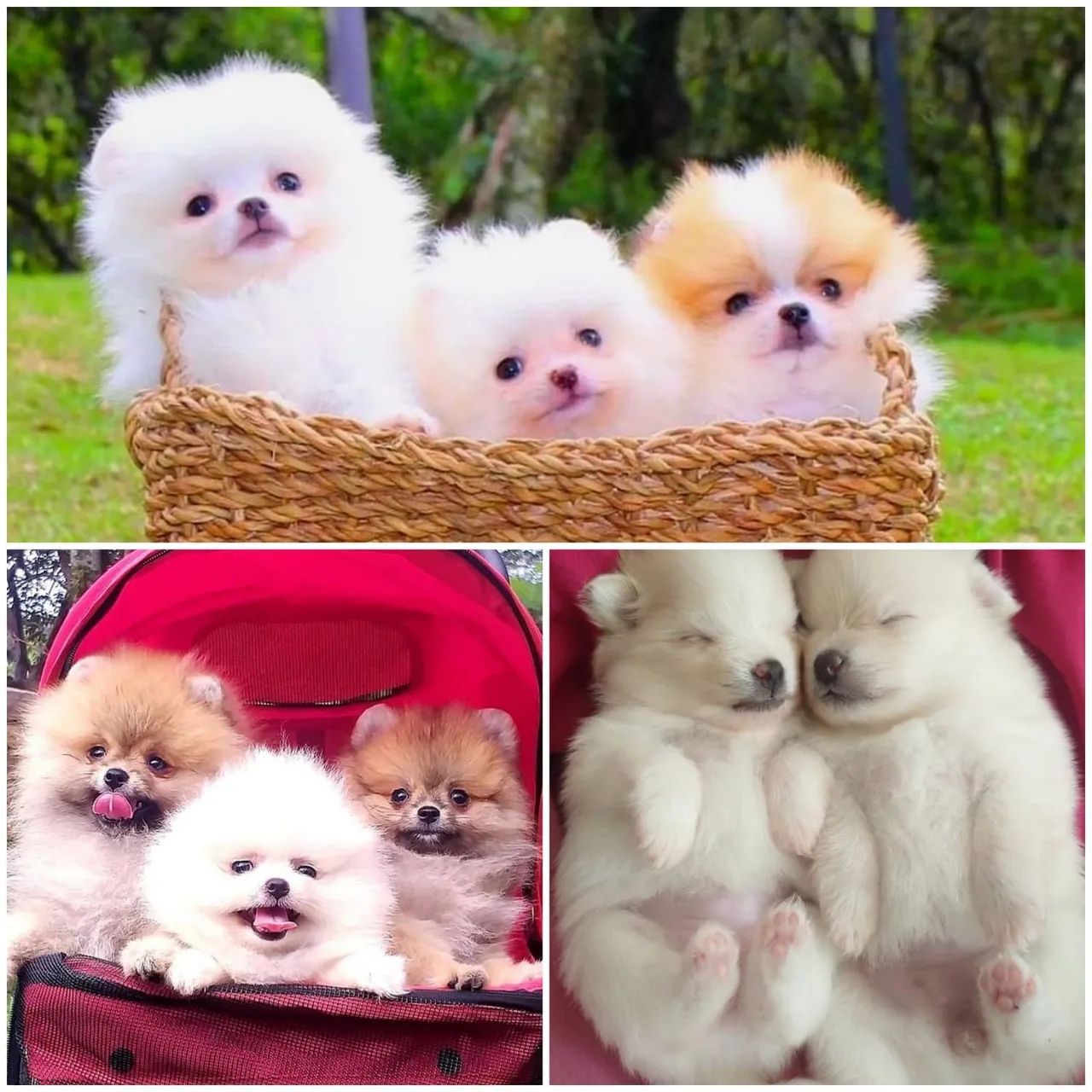 Lindos Filhotes de Lulu da Pomerânia (Spitz Alemão) disponíveis - ambos os  sexos - Cachorros e acessórios - Vila Góis, Anápolis 1316342365 | OLX