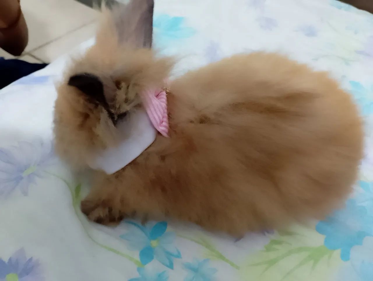 Coelha fofinho mini Lion  - Foto 2