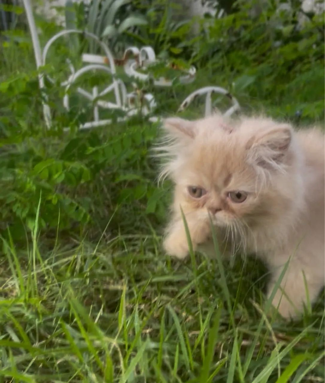 Linda gatinha persa 60 dias valor $1100  contato *49  - Foto 3