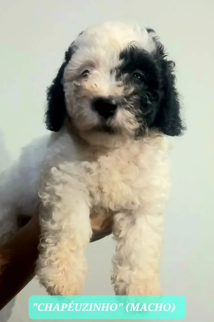 Filhotes de Poodle