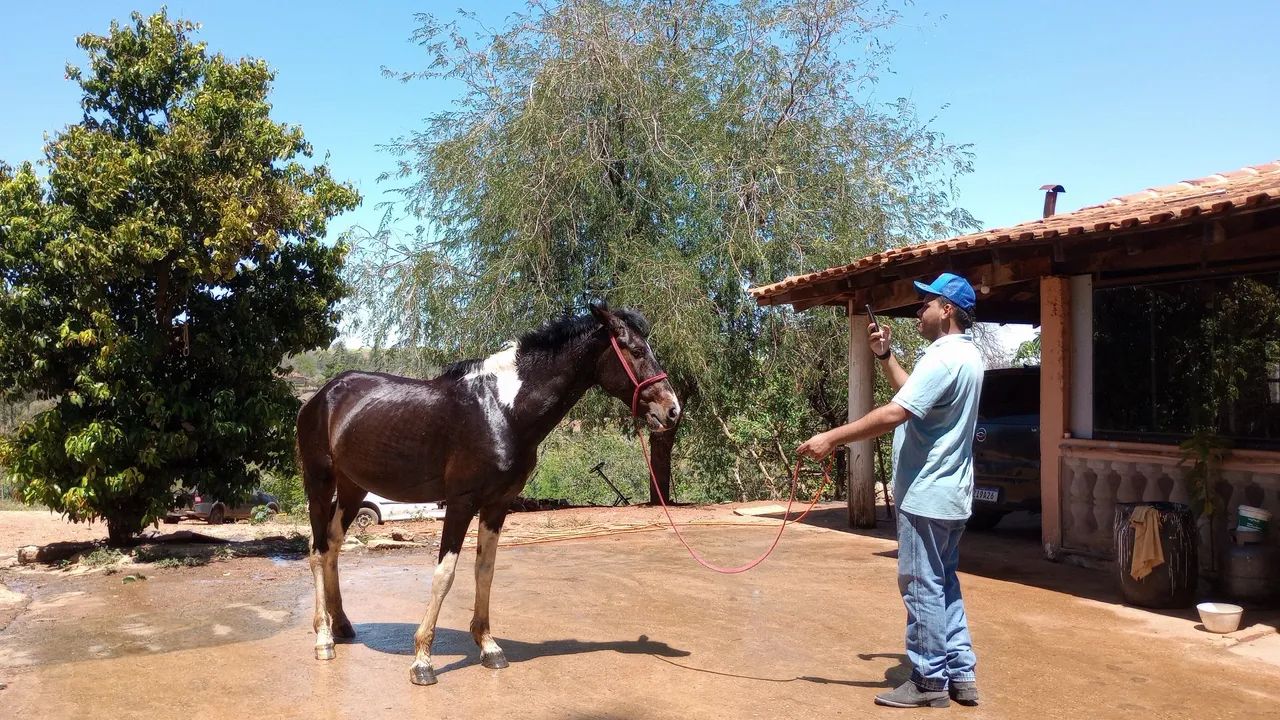 Cavalo manso - Foto 3