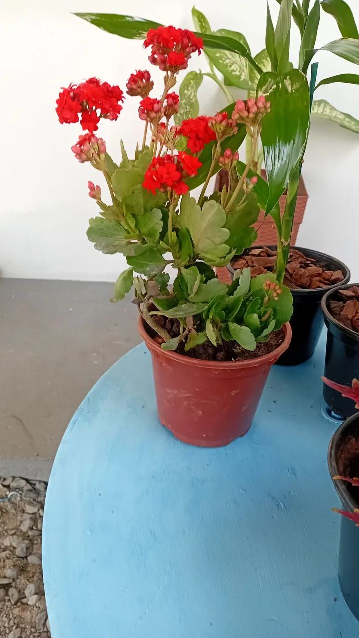 Kalanchoe Vermelha em Vaso Decorativo - Foto 2