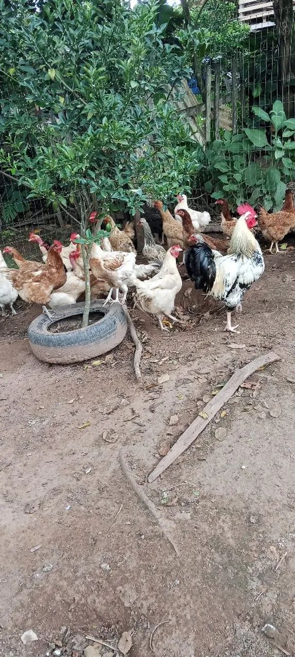 Vendo galinhas adultas (a sua escolha)