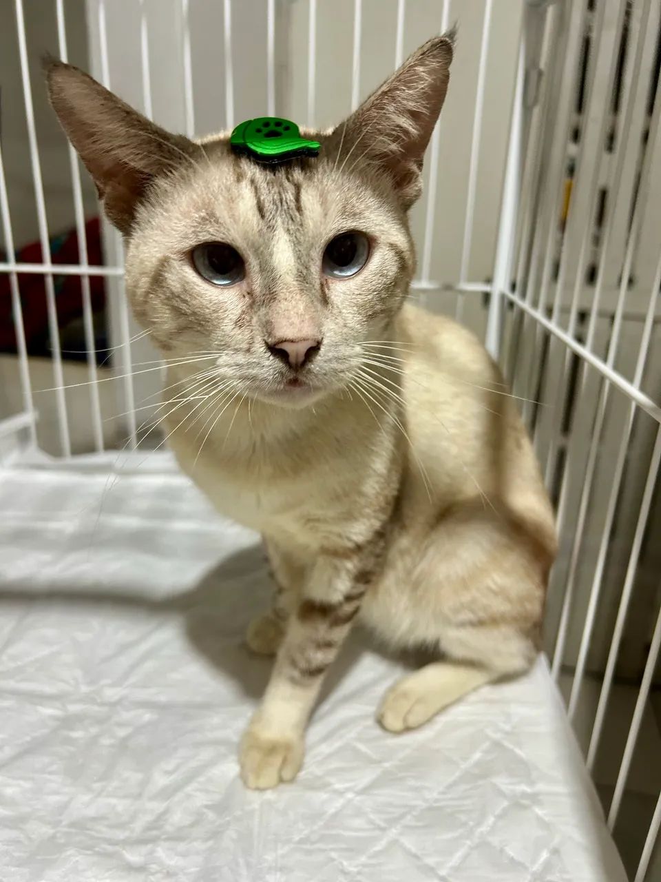 Adote o Thor - Foto 2