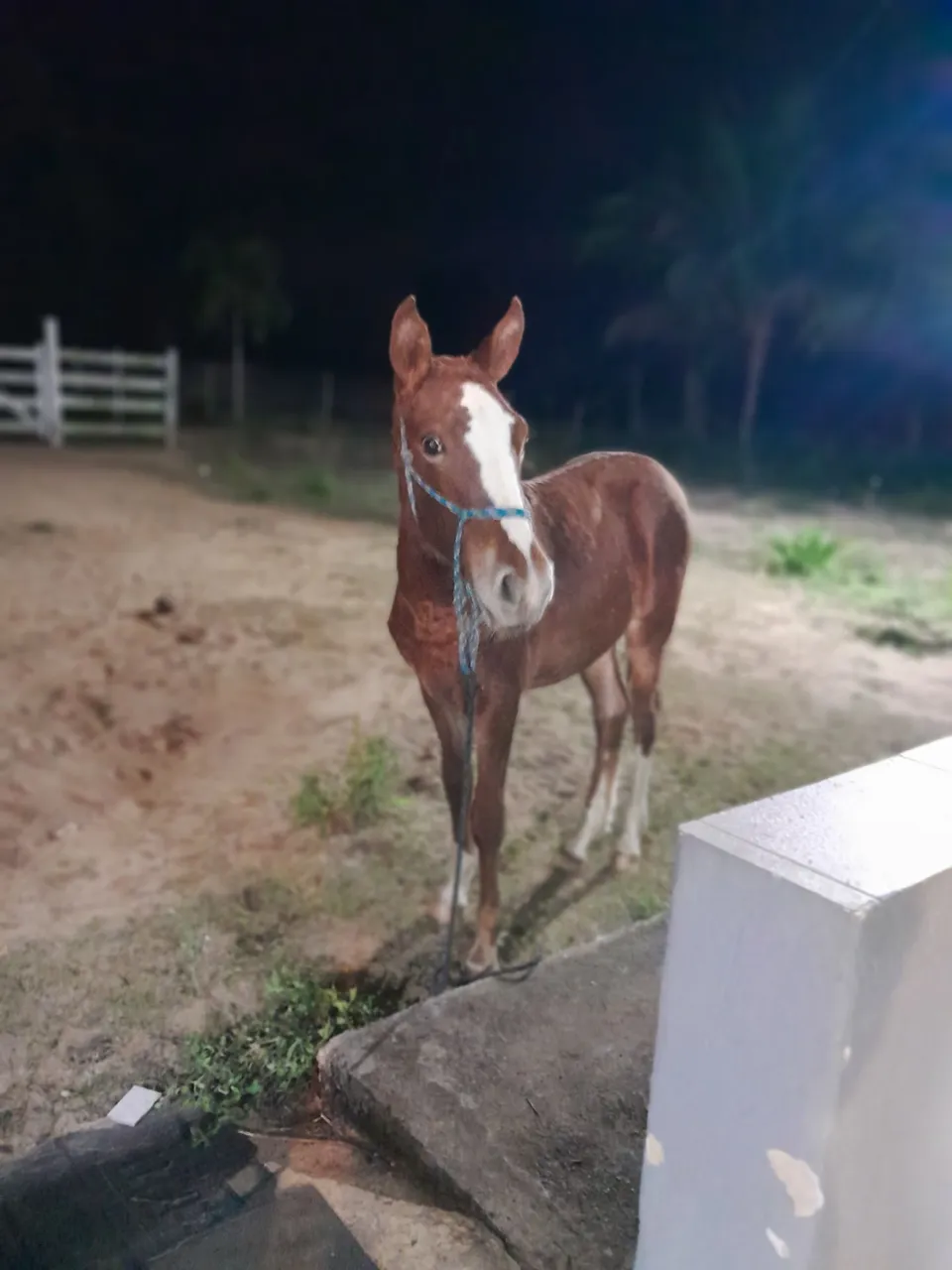 Potra mangalarga 8 meses