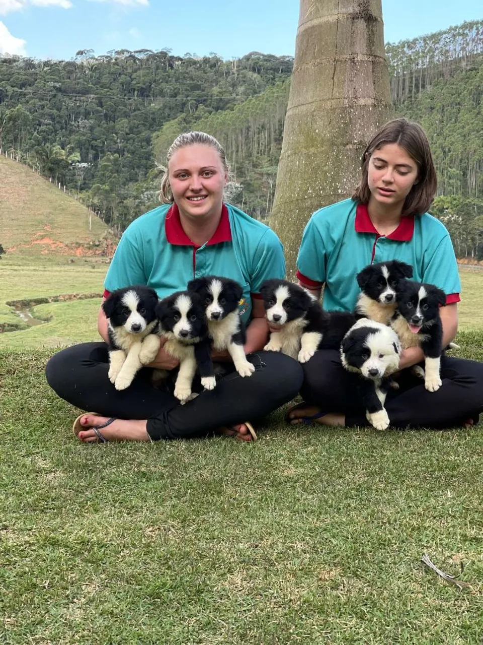 Border blue Triunfokennel