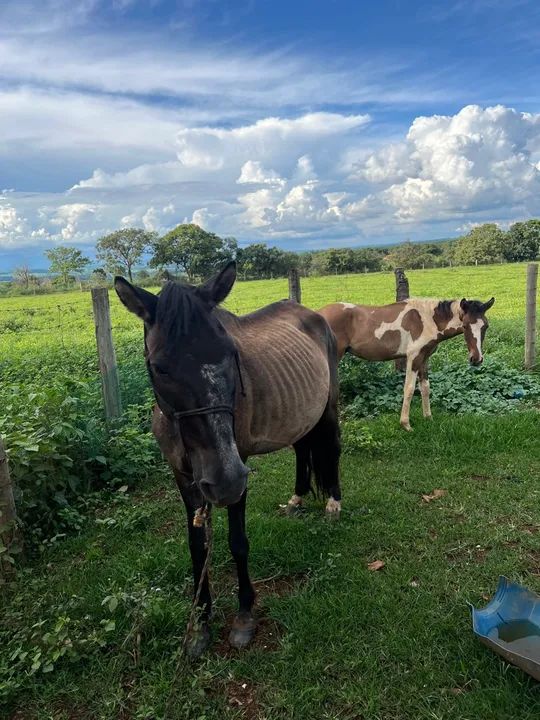 Egua e potro paint horse - Foto 3