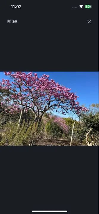 Vende SÍTIO  - Foto 4