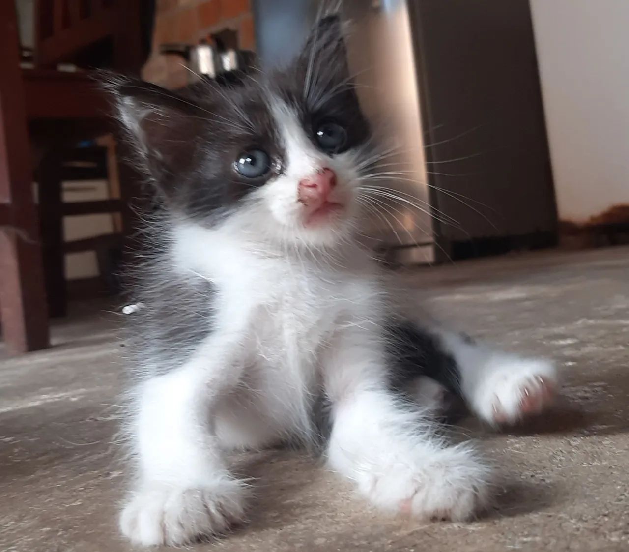 Adoção responsável  - Foto 3