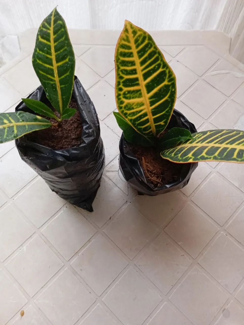 Mudas de croton - Foto 2