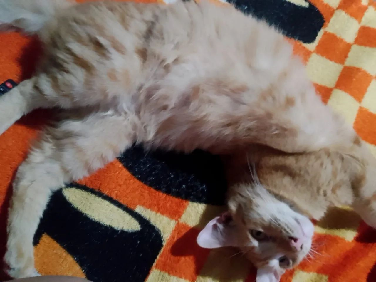 Doação de gatinhos  - Foto 5