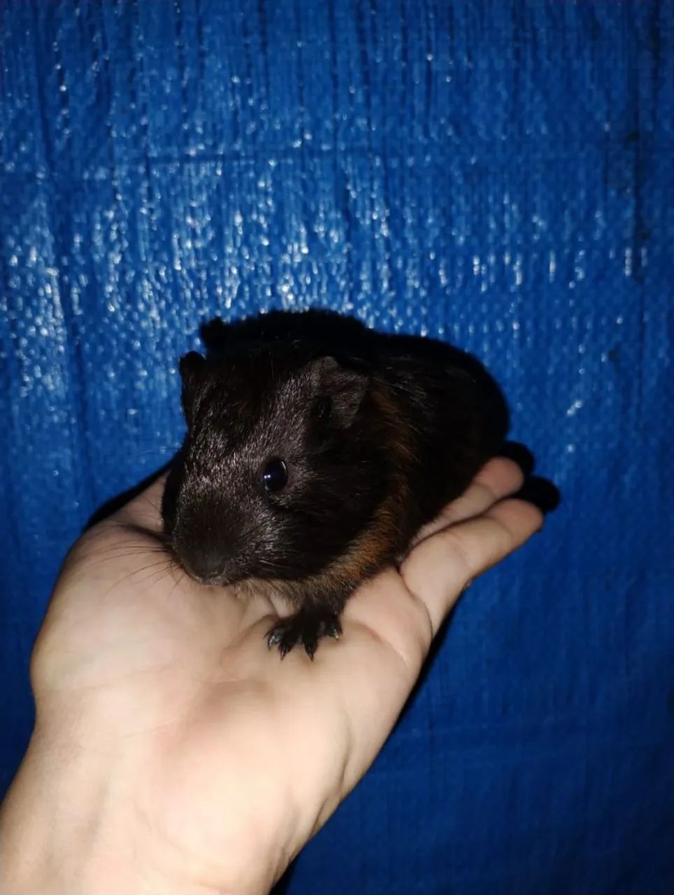 Filhote de porquinho da índia macho  - Foto 2