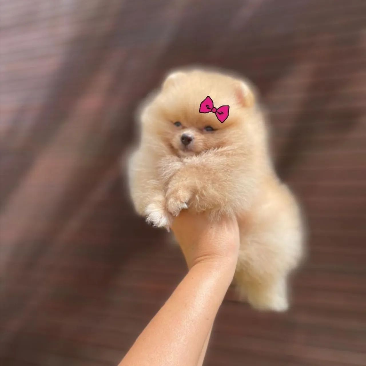 Ursinha Minúscula de Bolsa Lulu da Pomerânia  - Foto 4