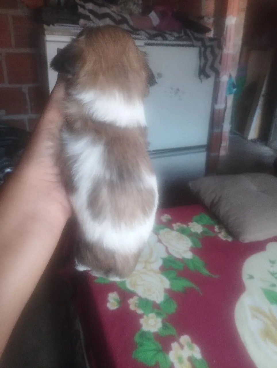 Filhote de Shih Tzu