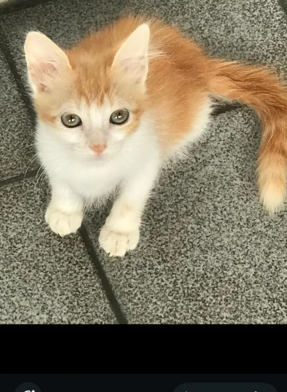 Filhote laranjinha e branca 2 meses idade linda