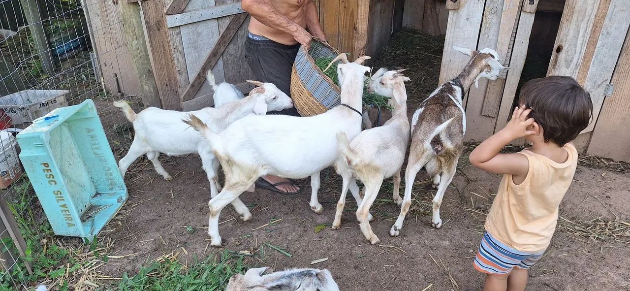 Cabras leiteras 