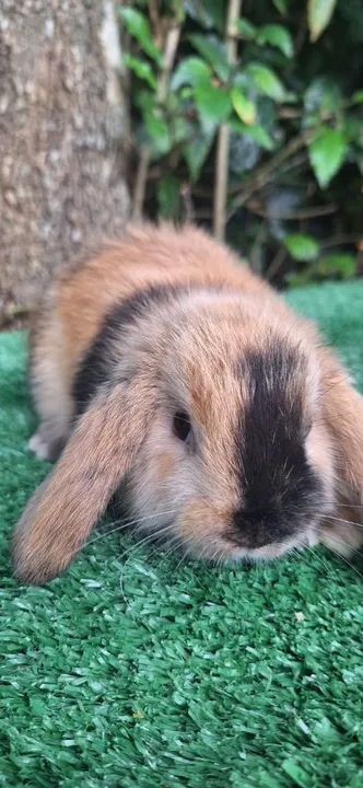 Mini coelhos várias raças - Foto 6