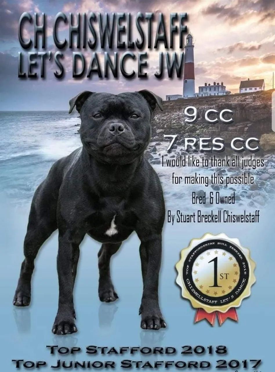 Filhotes de Staffordshire Bull Terrier - Foto 5