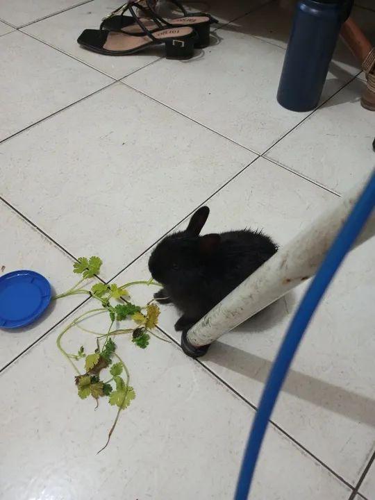 Coelhinhos fofinhos para adoção! - Foto 2