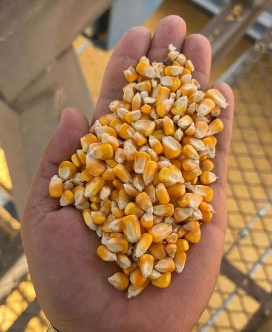 Venda de Milho em Grão, Soja em Grãos e Farelo de Soja Direto do produtor sem atravessador - Foto 5