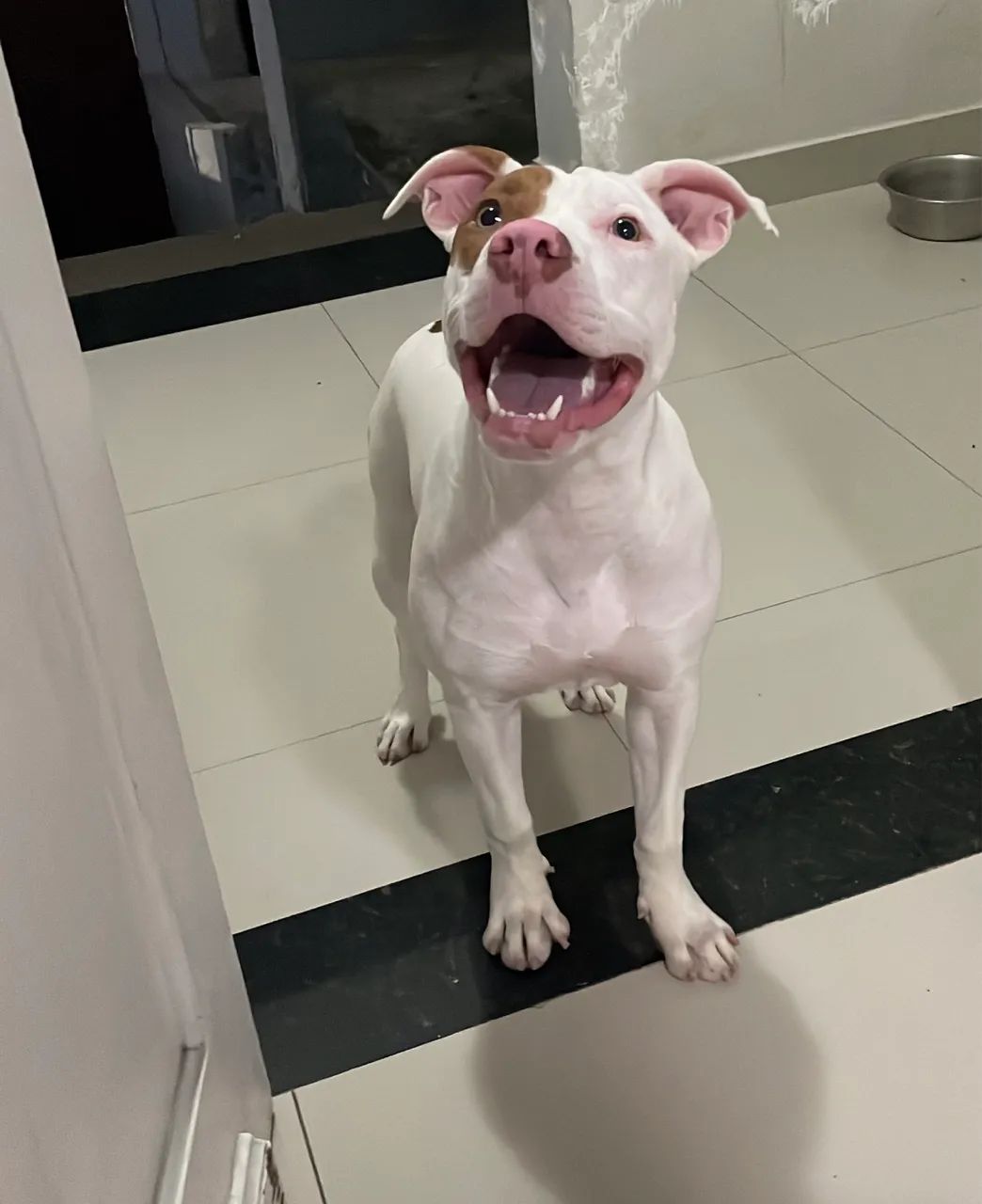 Filhotes de American Pitbull Terrier - Foto 5