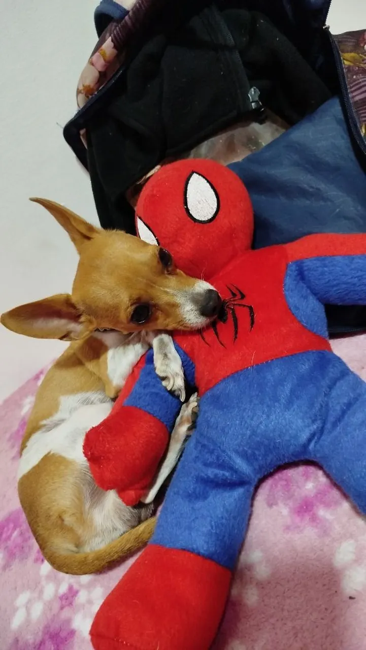 Pinscher 1 Adorável e Companheiro