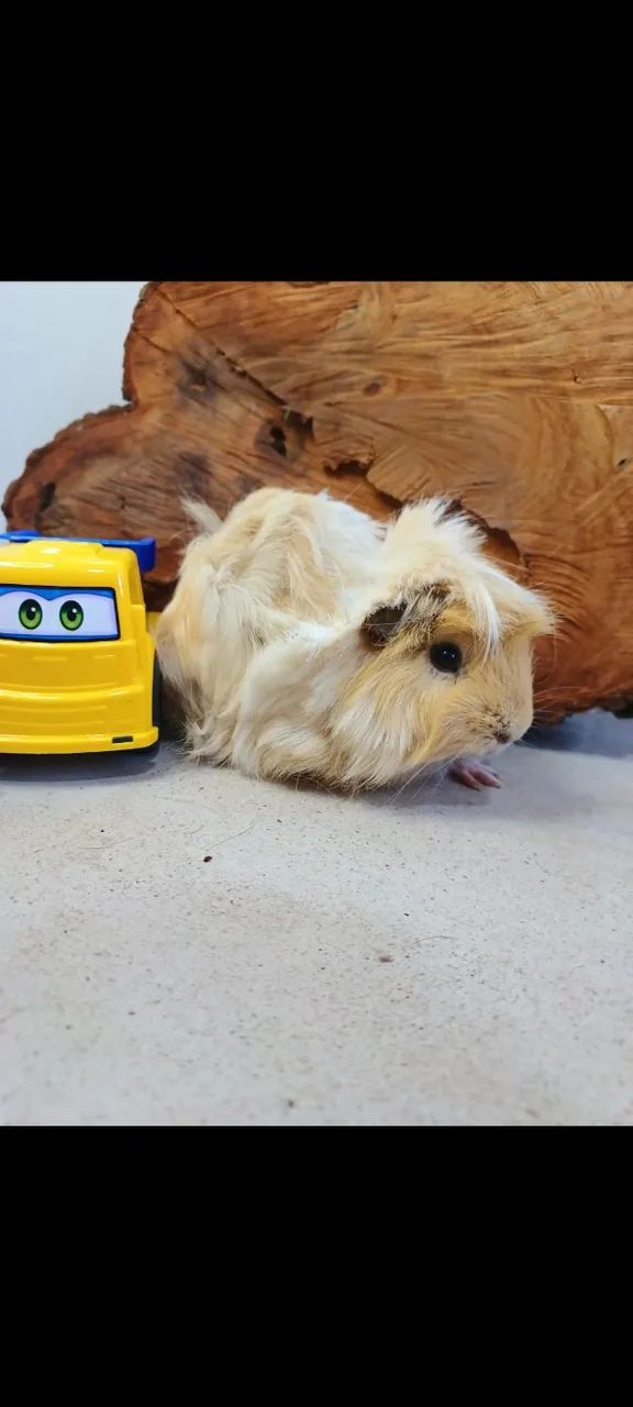 Casal porquinho peruano - Foto 3