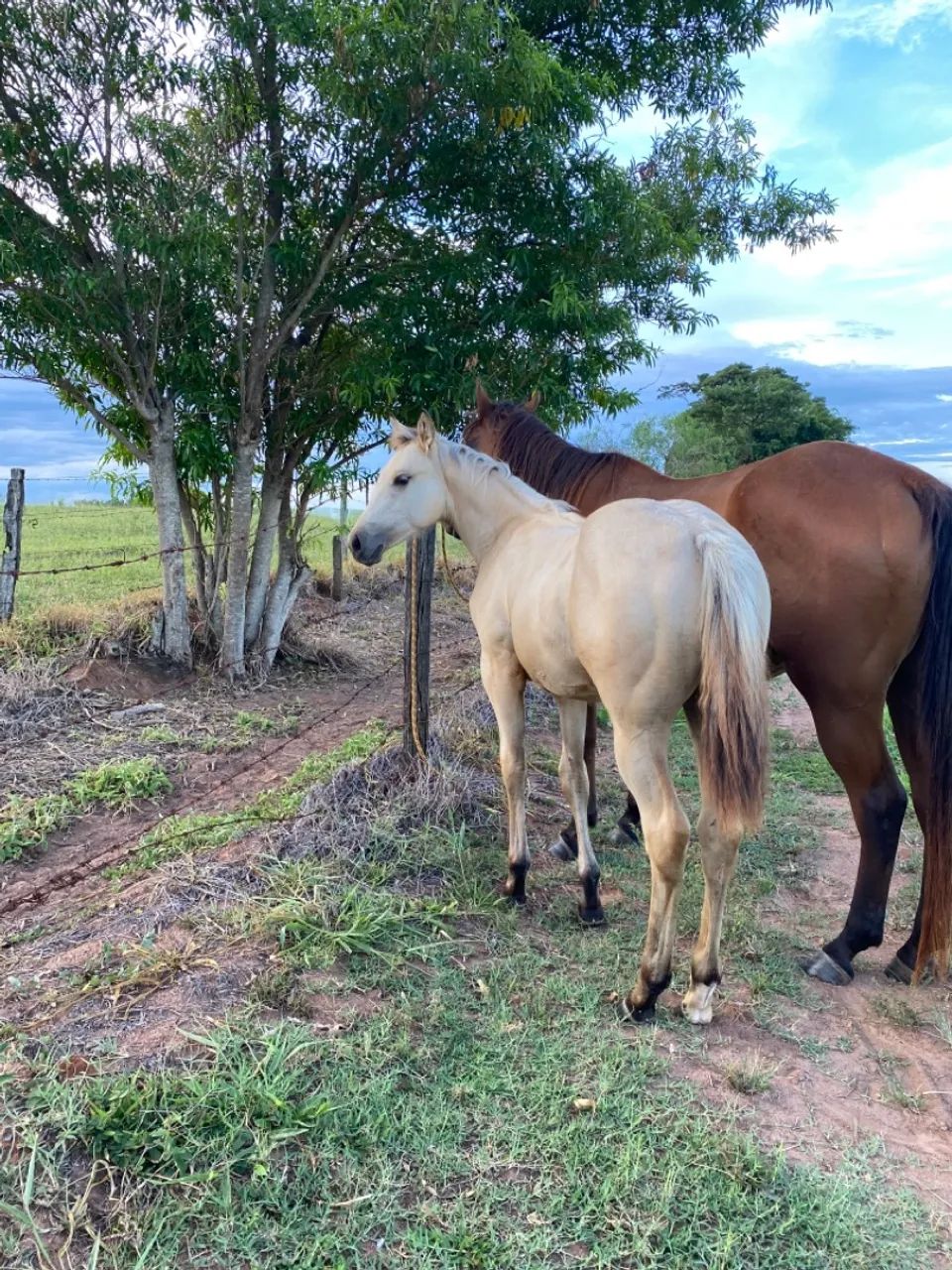 Potra Quarto de milha PO  - Foto 2