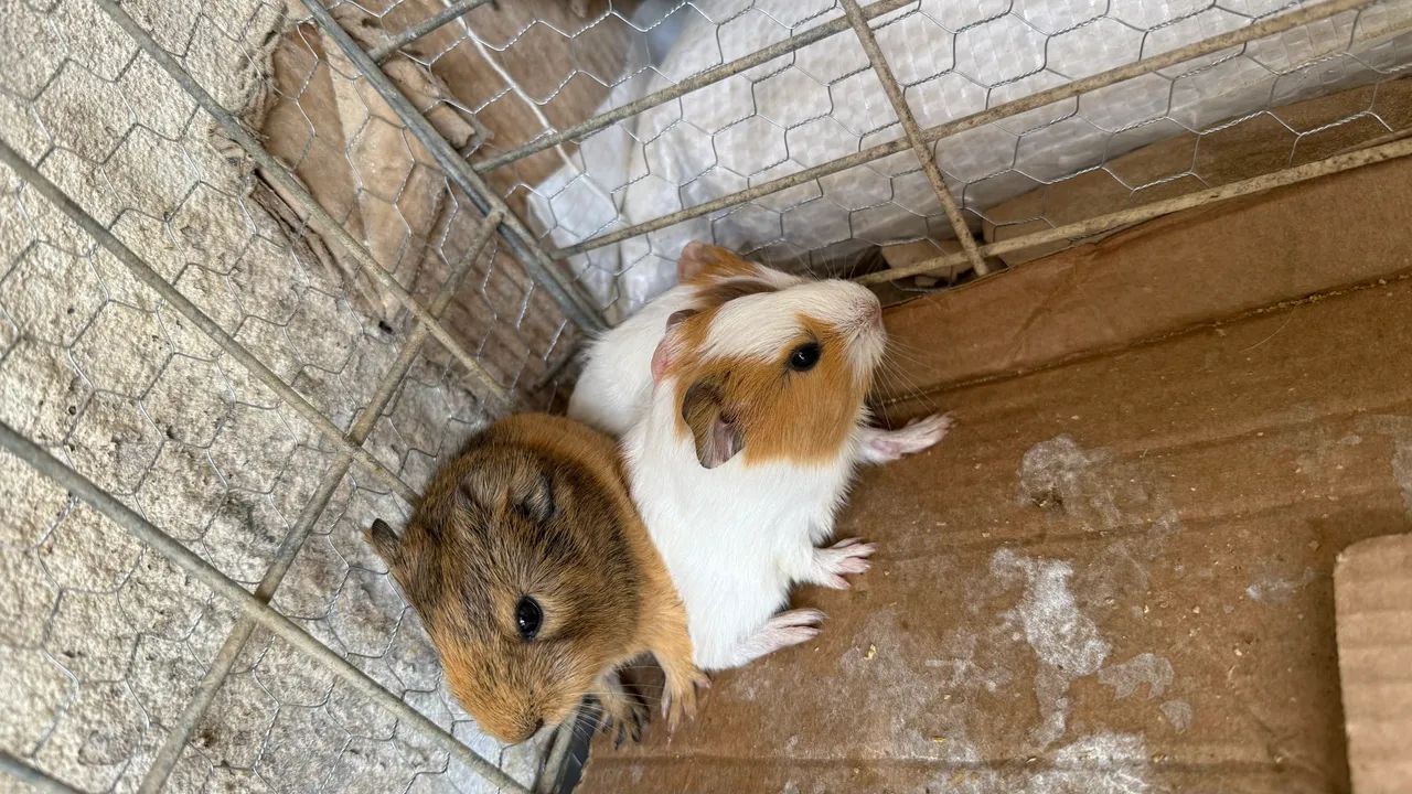 Porquinho da Índia filhote  - Foto 3