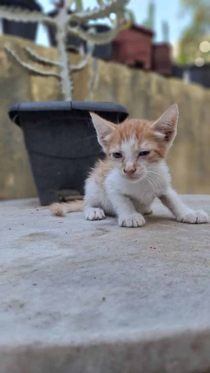 Gata para doação amarela64298692544898124
