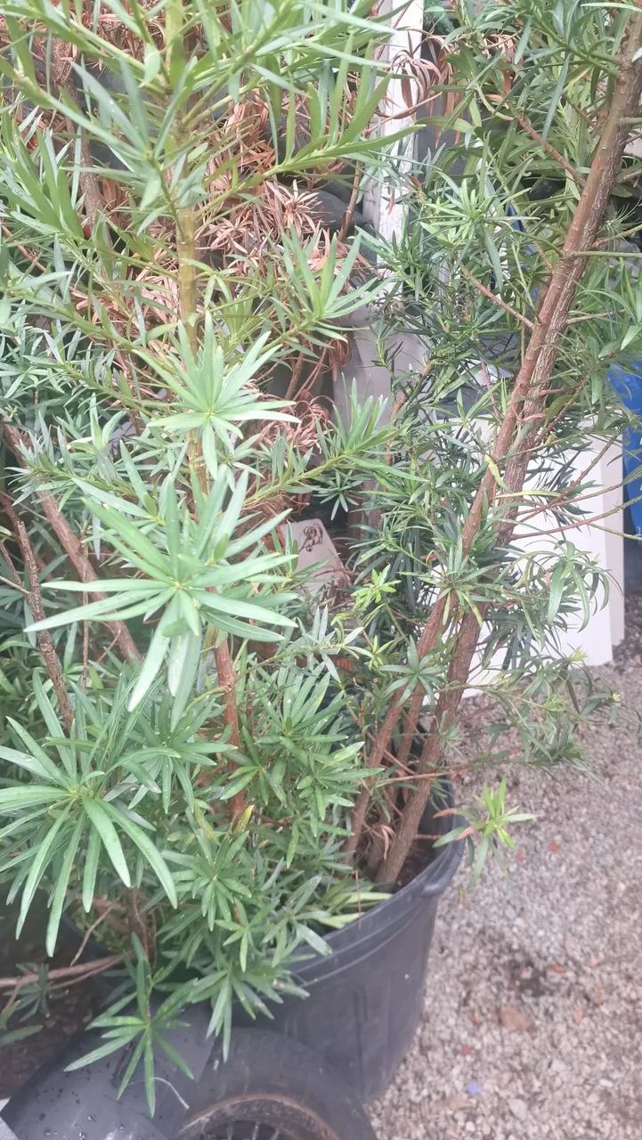 Bodocarpus Plantas para jardim