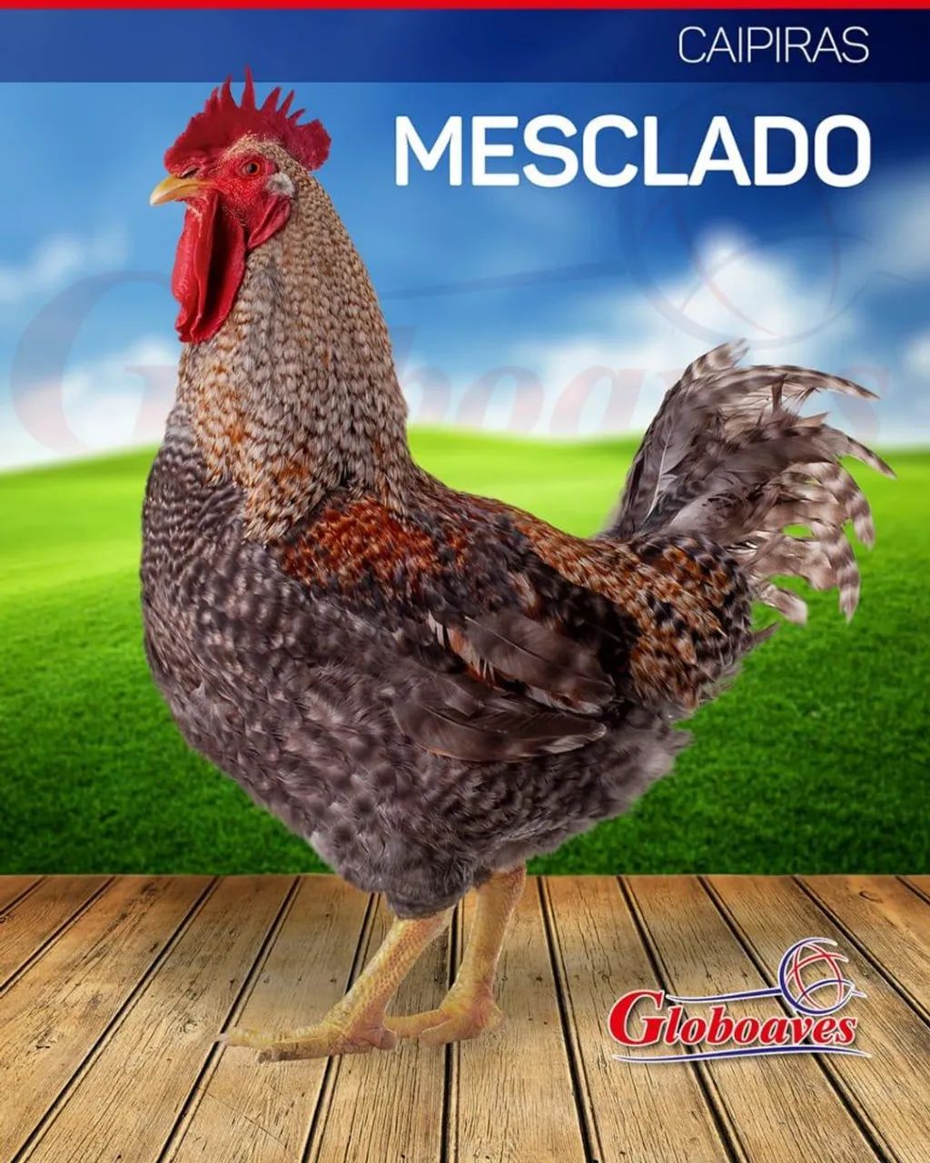 A melhor genética avícola do Brasil - Globoaves - Foto 3